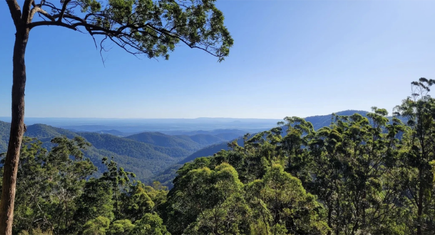 Layered mountain views through the treeline